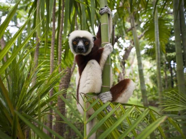 Sifaka de Coquerel de Madagascar